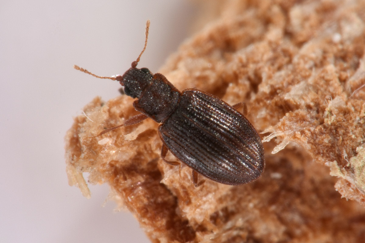 Latridiidae: Latridius sp?